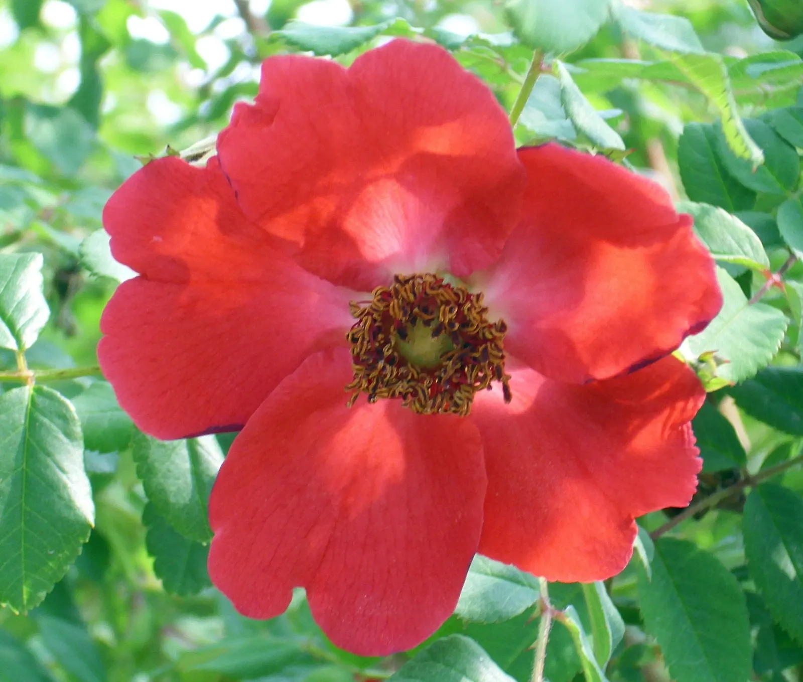 Garden Geranium (Pelargonium X Hortorum) — ensuring their presence as a garden highlight year after year; thriving in USDA zones 10-11, it reaches, image 101