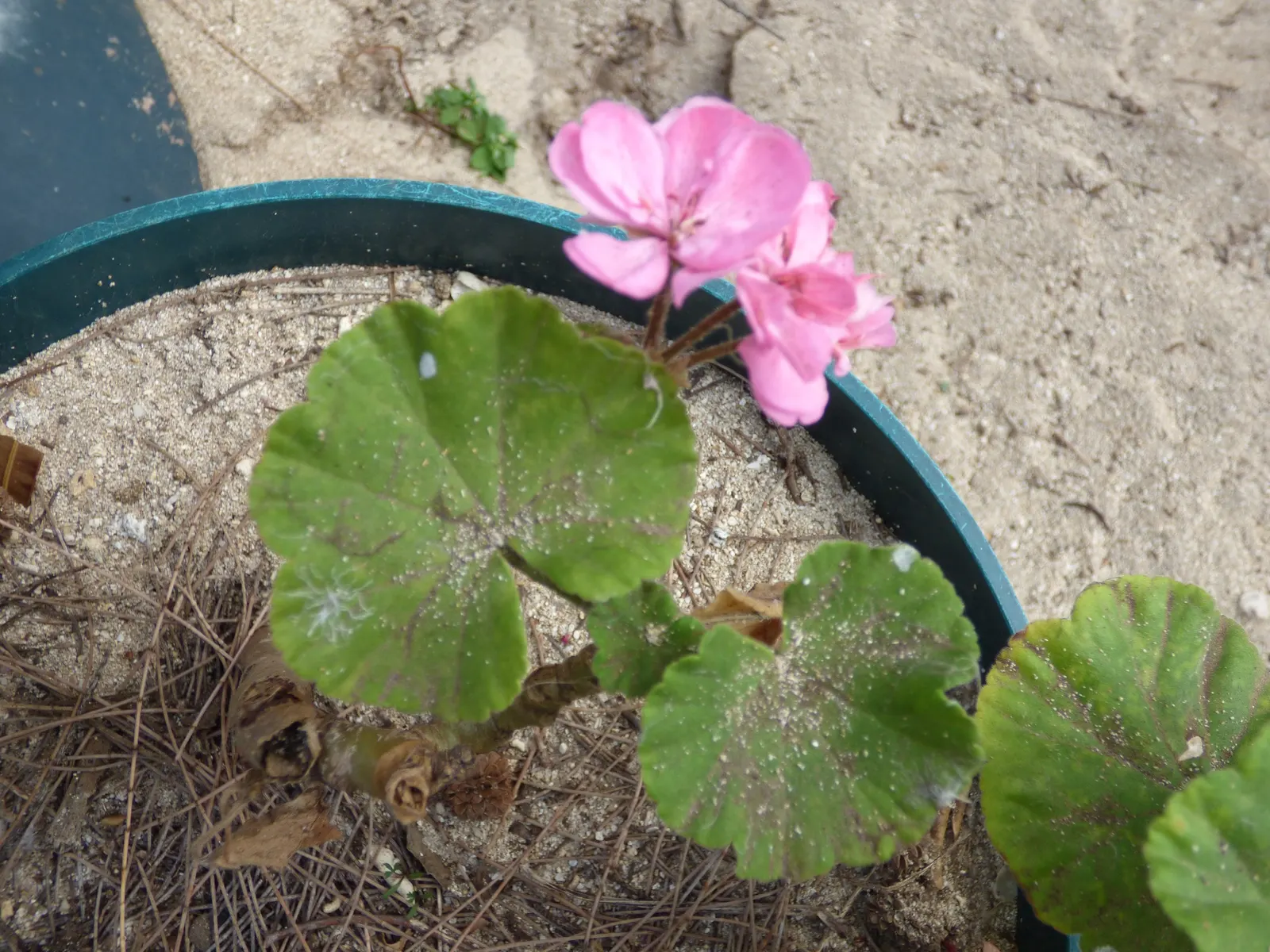 Garden Geranium (Pelargonium X Hortorum) — Ideal for borders, containers, and as bedding, its blossoms create vivid splashes from spring to fall; perennial