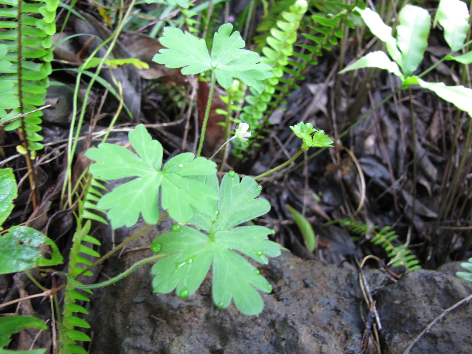 Garden Geranium (Pelargonium X Hortorum) — and overwintering indoors can help preserve these regal plants in cooler climates; deadheading spent, image 126