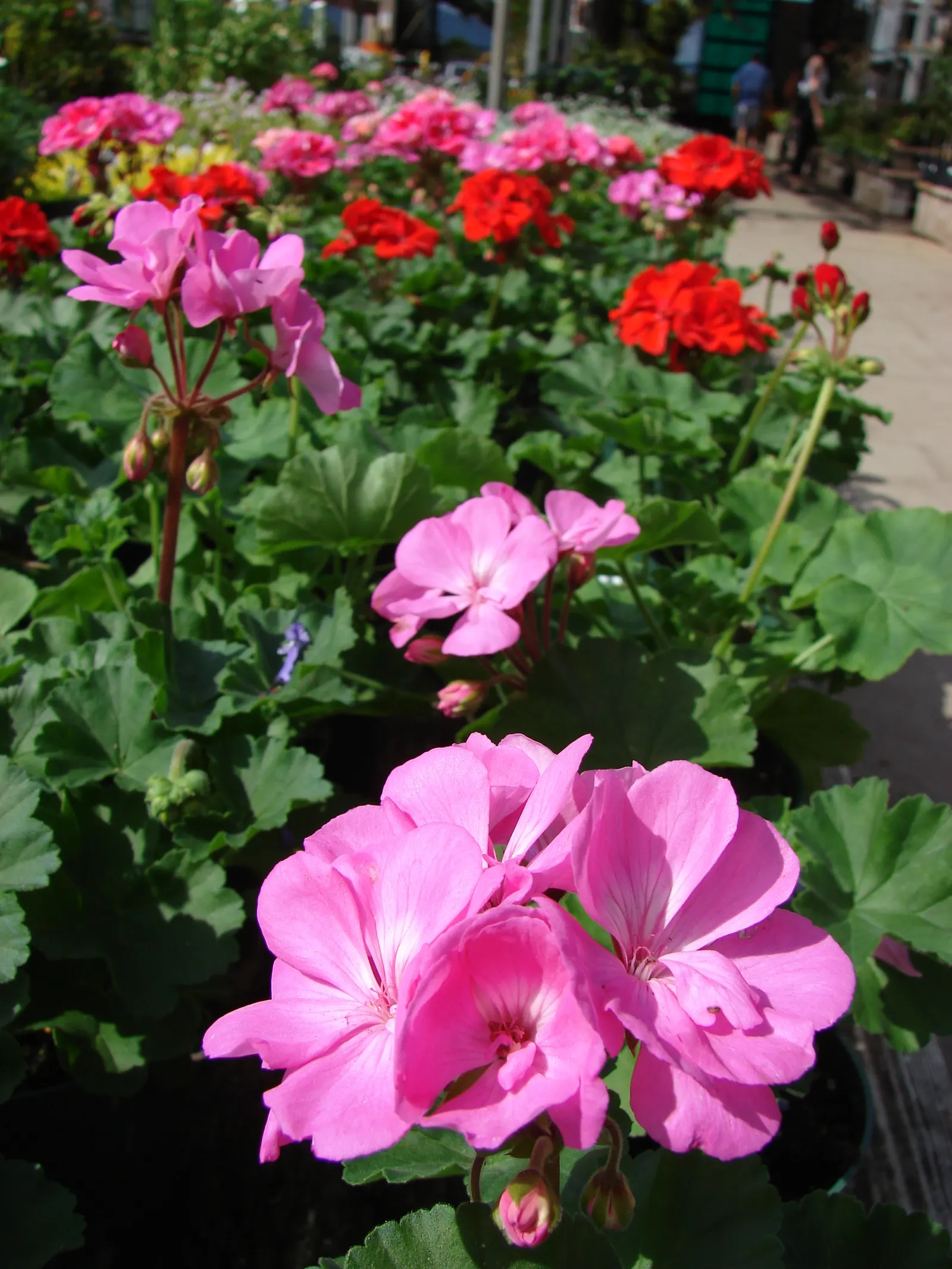 Garden Geranium (Pelargonium X Hortorum) — Ideal for borders, containers, and as bedding, its blossoms create vivid splashes from spring to fall, image 82