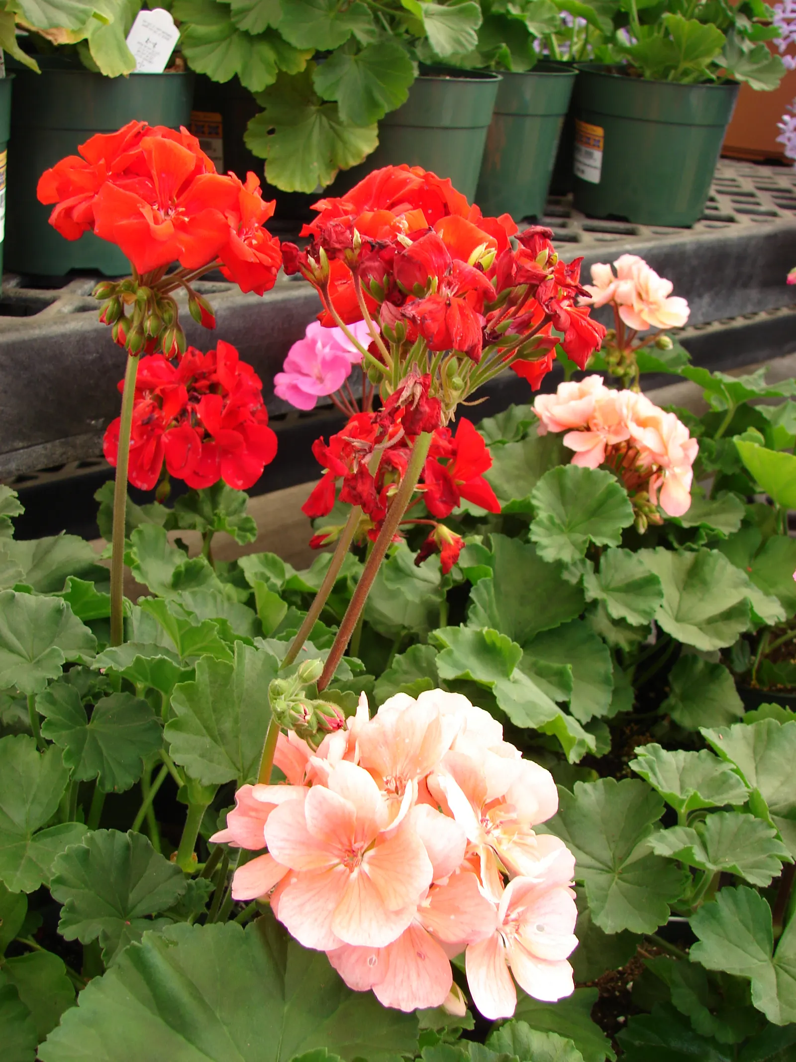 Garden Geranium (Pelargonium X Hortorum) — perennial for full or half; ensuring their presence as a garden highlight year after year