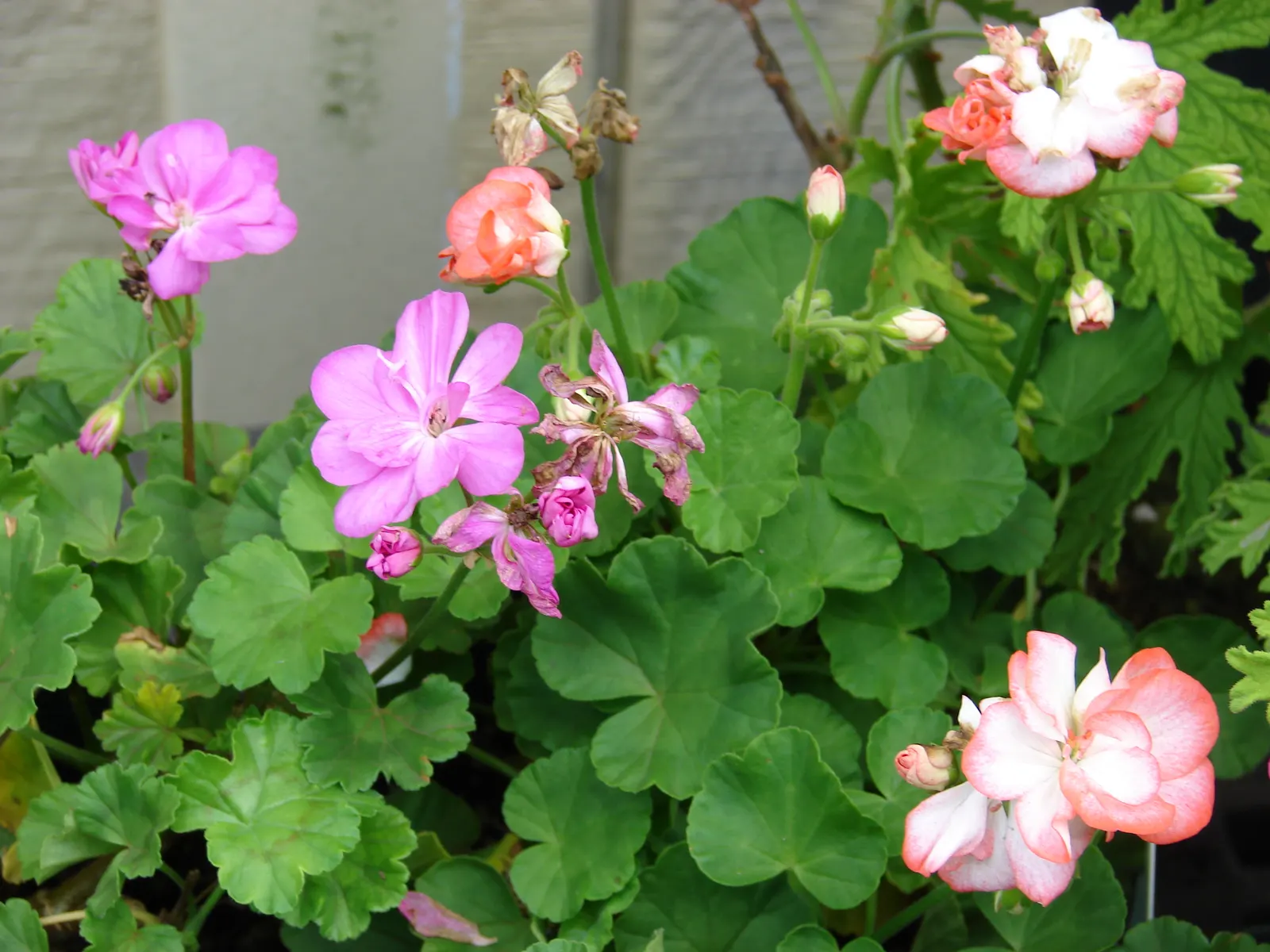 Garden Geranium (Pelargonium X Hortorum) — perennial for full or half; ensuring their presence as a garden highlight year after year, image 104