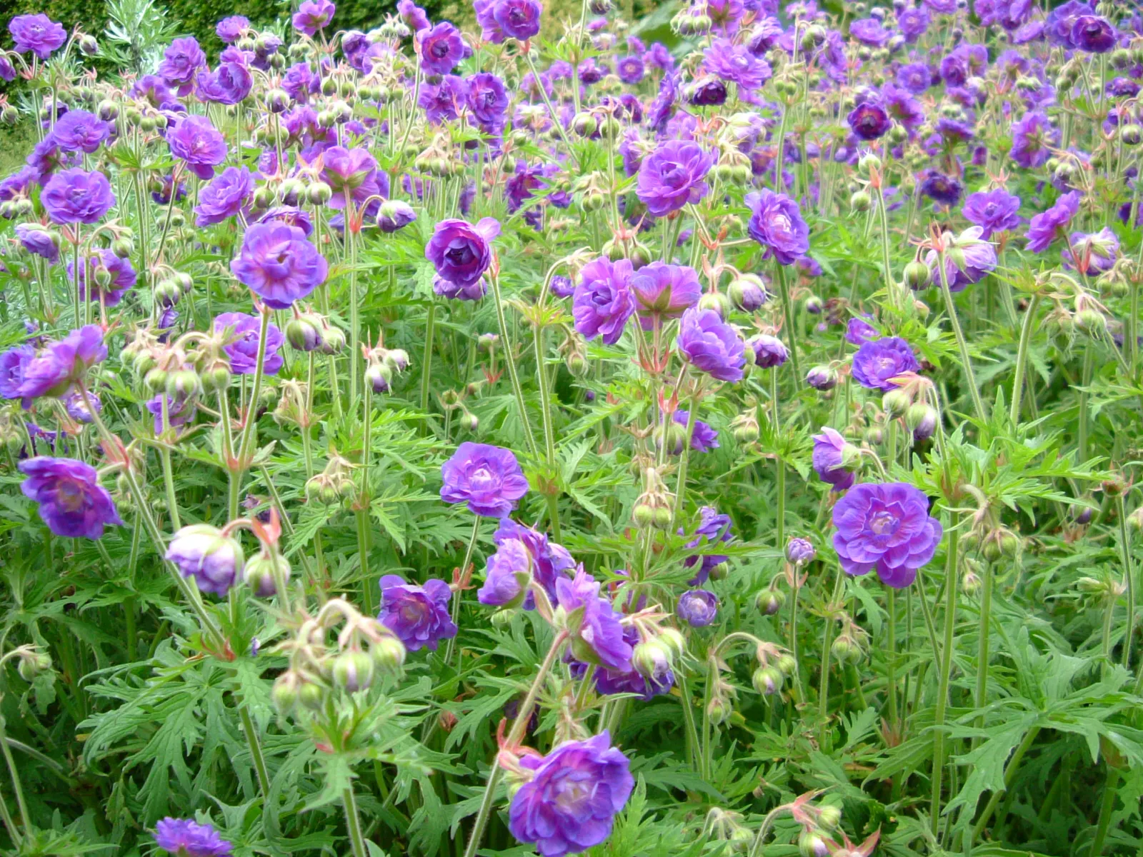 Garden Geranium (Pelargonium X Hortorum) — under full to partial sunlight (about 6 hours of direct light daily); which often feature distinct zonal, image 69