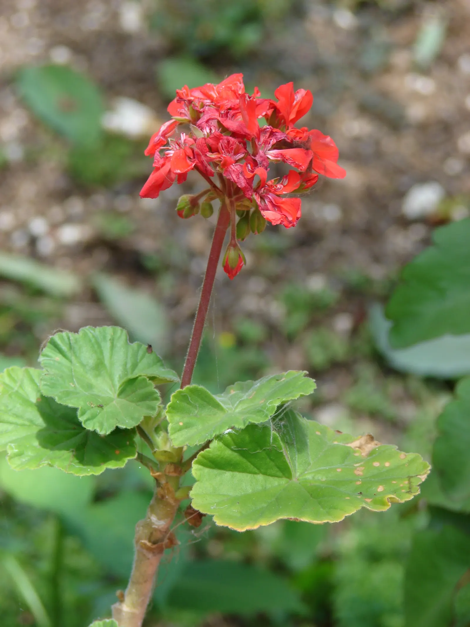 Garden Geranium (Pelargonium X Hortorum) — water-soluble fertilizer every 4 to 6 weeks during the growing season.<br><br>For the discerning client, image 72