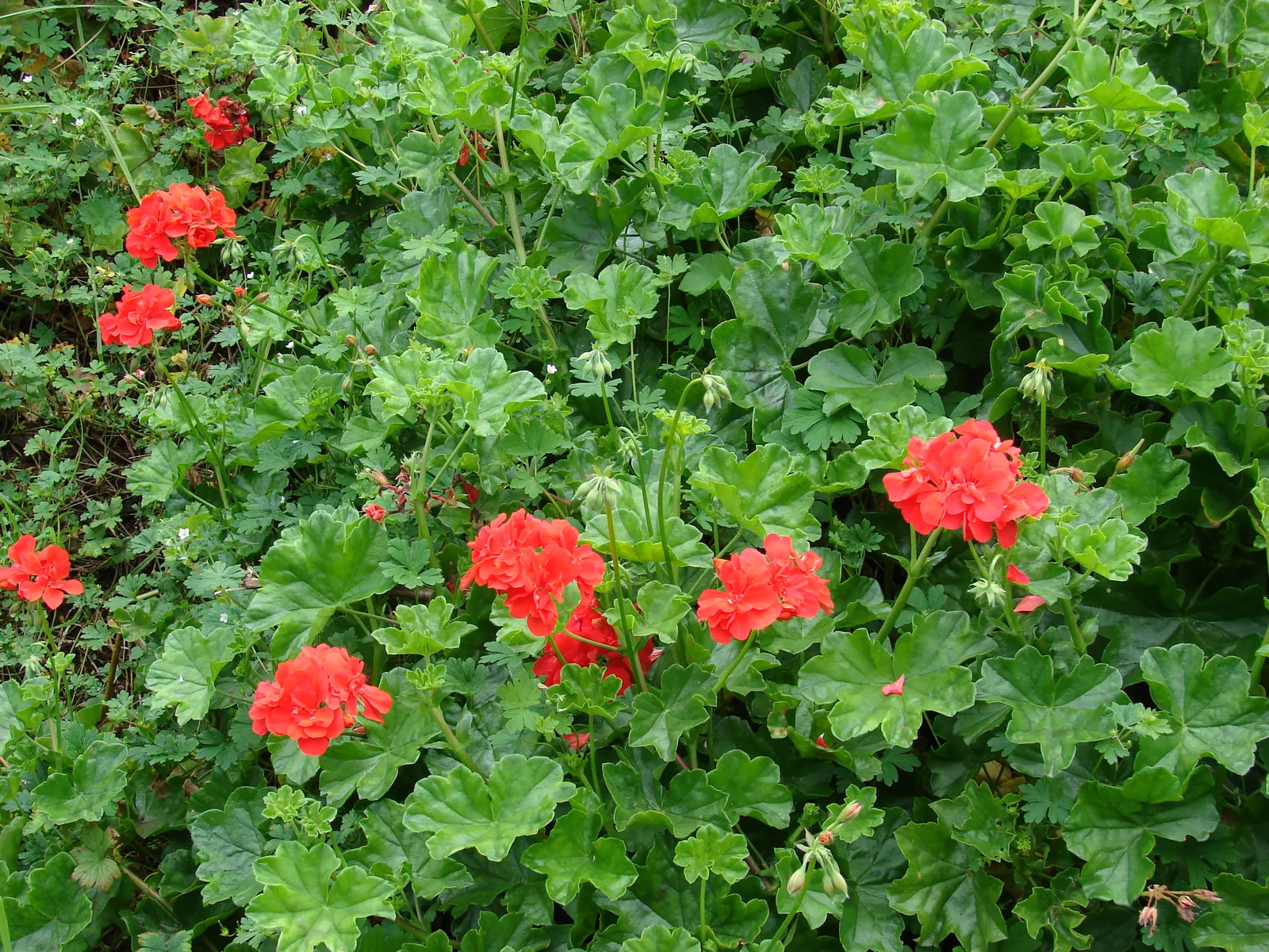 Garden Geranium (Pelargonium X Hortorum) — under full to partial sunlight (about 6 hours of direct light daily); which often feature distinct zonal, image 95