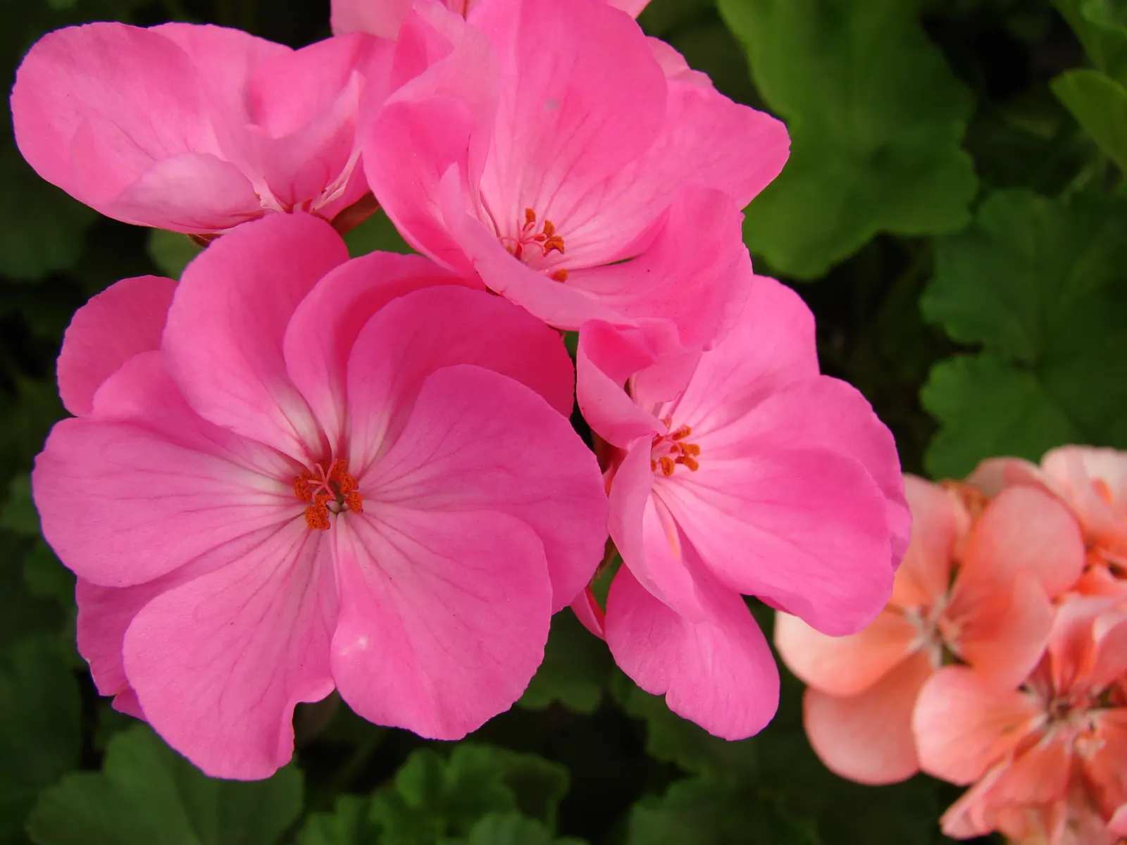 Garden Geranium (Pelargonium X Hortorum) — Although drought-resistant; they perform best when given consistent moisture and fed with a balanced