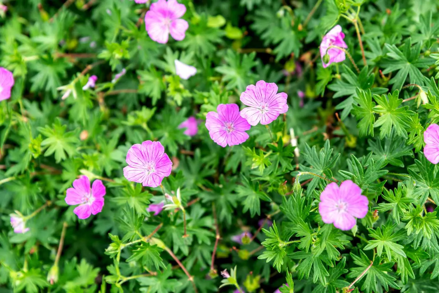 Garden Geranium (Pelargonium X Hortorum) — and overwintering indoors can help preserve these regal plants in cooler climates; deadheading spent, image 100