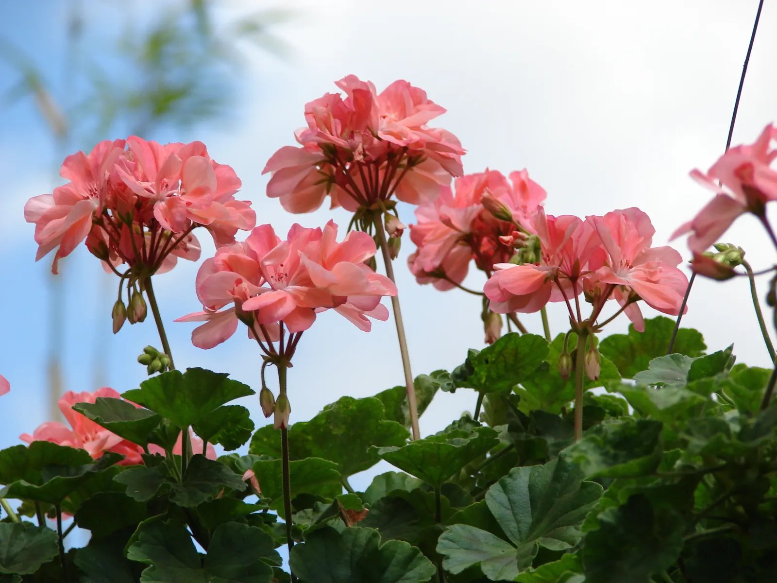 Garden Geranium (Pelargonium X Hortorum) — ensuring their presence as a garden highlight year after year