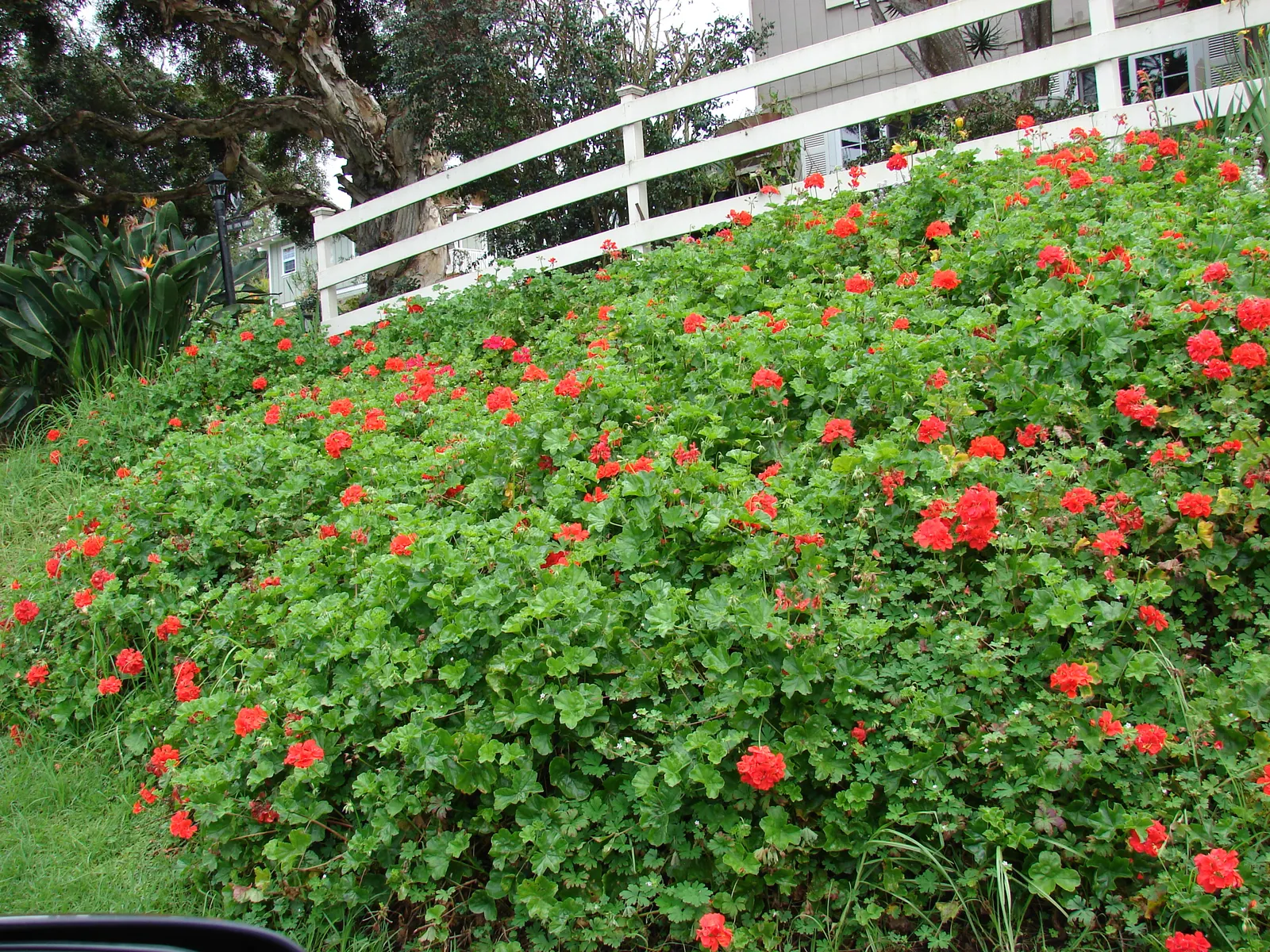 Garden Geranium (Pelargonium X Hortorum) — perennial with multi-colored and orange and pink and red blooms; these herbaceous plants flourish in, image 77