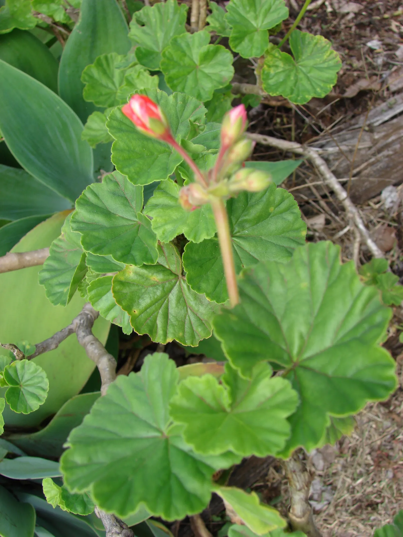Garden Geranium (Pelargonium X Hortorum) — under full to partial sunlight (about 6 hours of direct light daily); which often feature distinct zonal, image 121