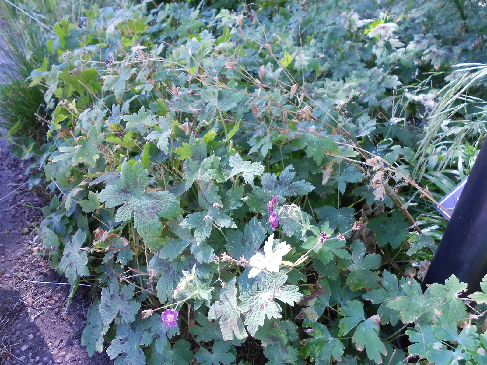 Garden Geranium (Pelargonium X Hortorum) — Thriving in USDA zones 10-11, it reaches 12-24 inches in height and width; garden Geraniums gracefully, image 80