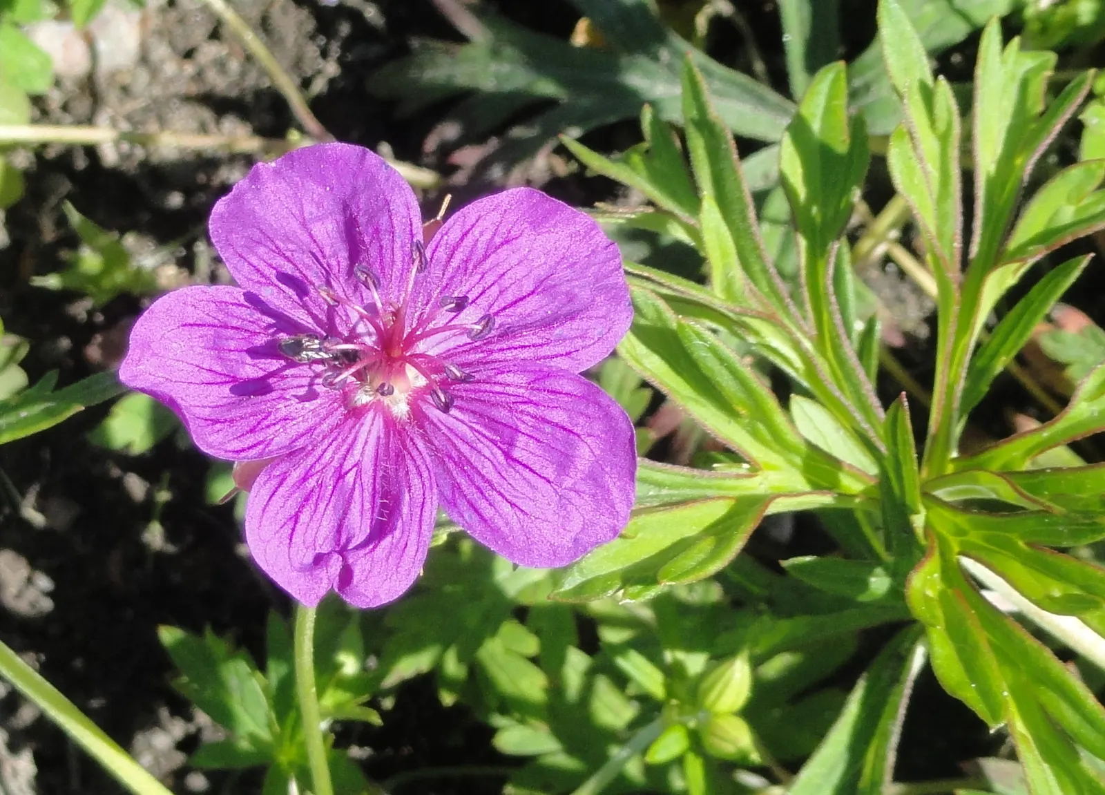 Garden Geranium (Pelargonium X Hortorum) — they perform best when given consistent moisture and fed with a balanced; perennial for full or half, image 123
