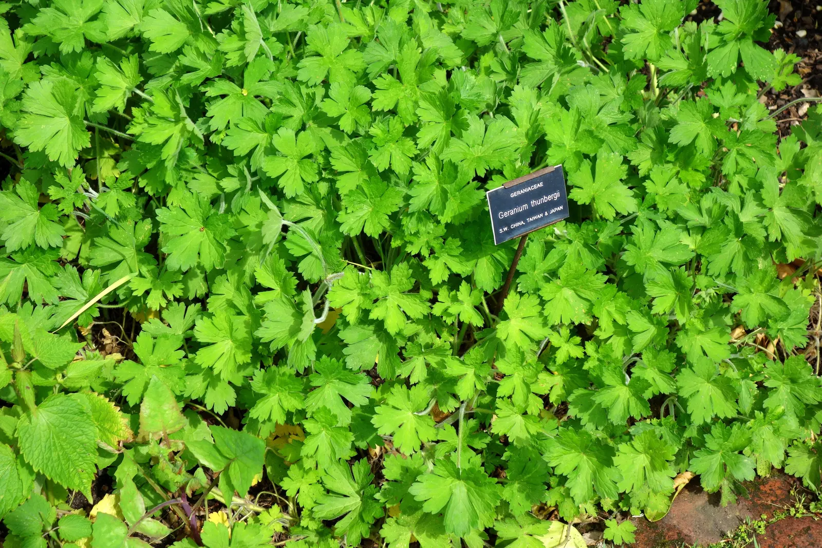 Garden Geranium (Pelargonium X Hortorum) — it is prized for its rounded clusters of flowers and decorative foliage; come in an array of colors, image 114
