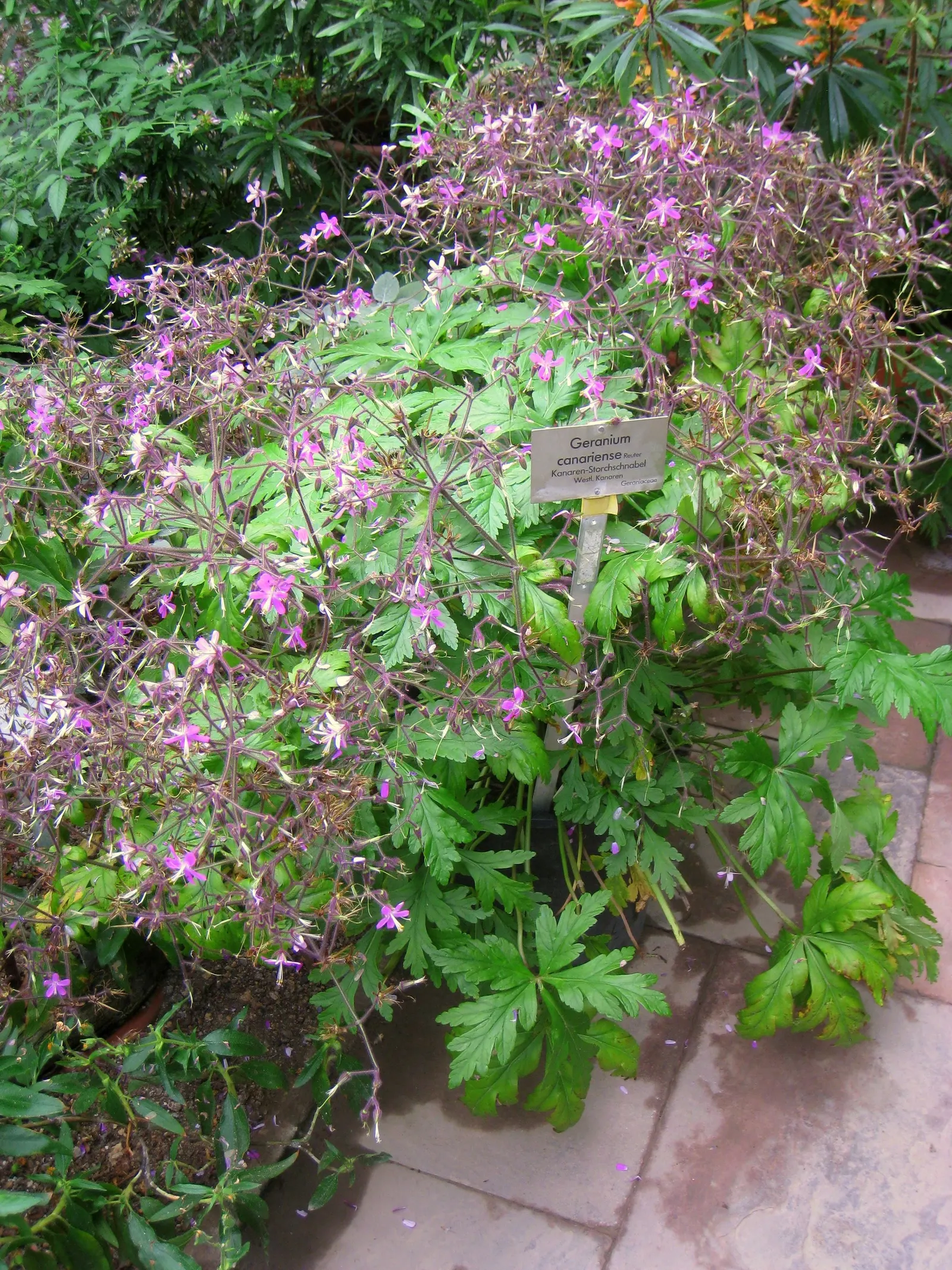 Garden Geranium (Pelargonium X Hortorum) — Although drought-resistant