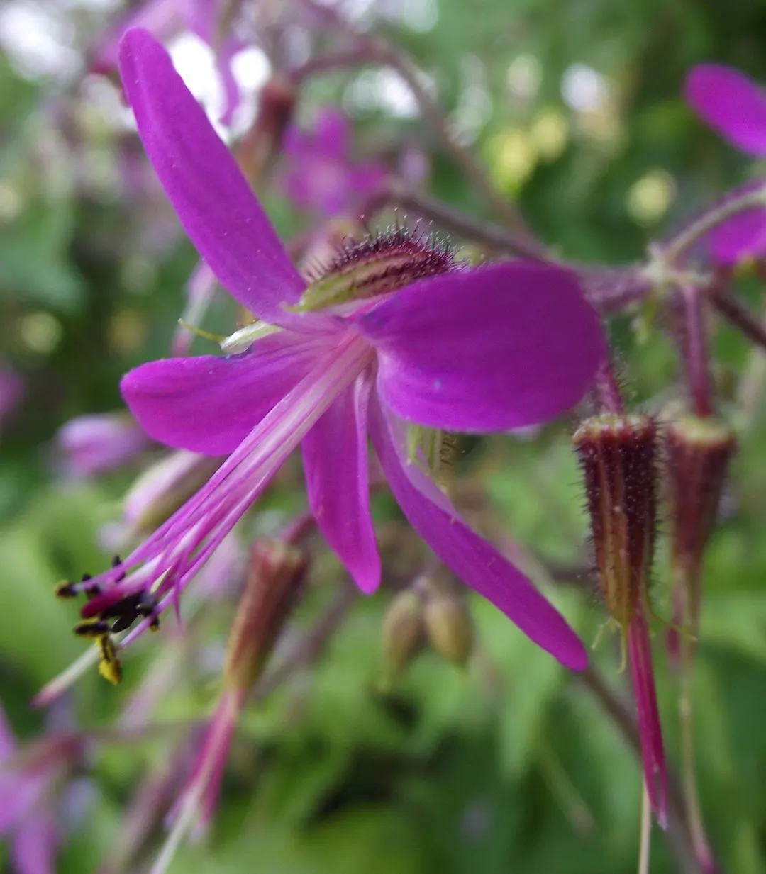 Garden Geranium (Pelargonium X Hortorum) — approximately 4 to 5 inches across and borne on upright stems