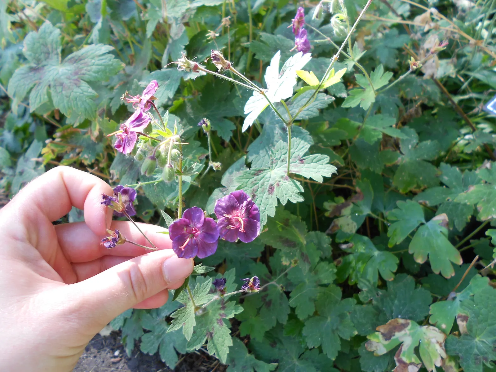Garden Geranium (Pelargonium X Hortorum) — which often feature distinct zonal patterns in shades of green; prefers full sun to partial shade and, image 90