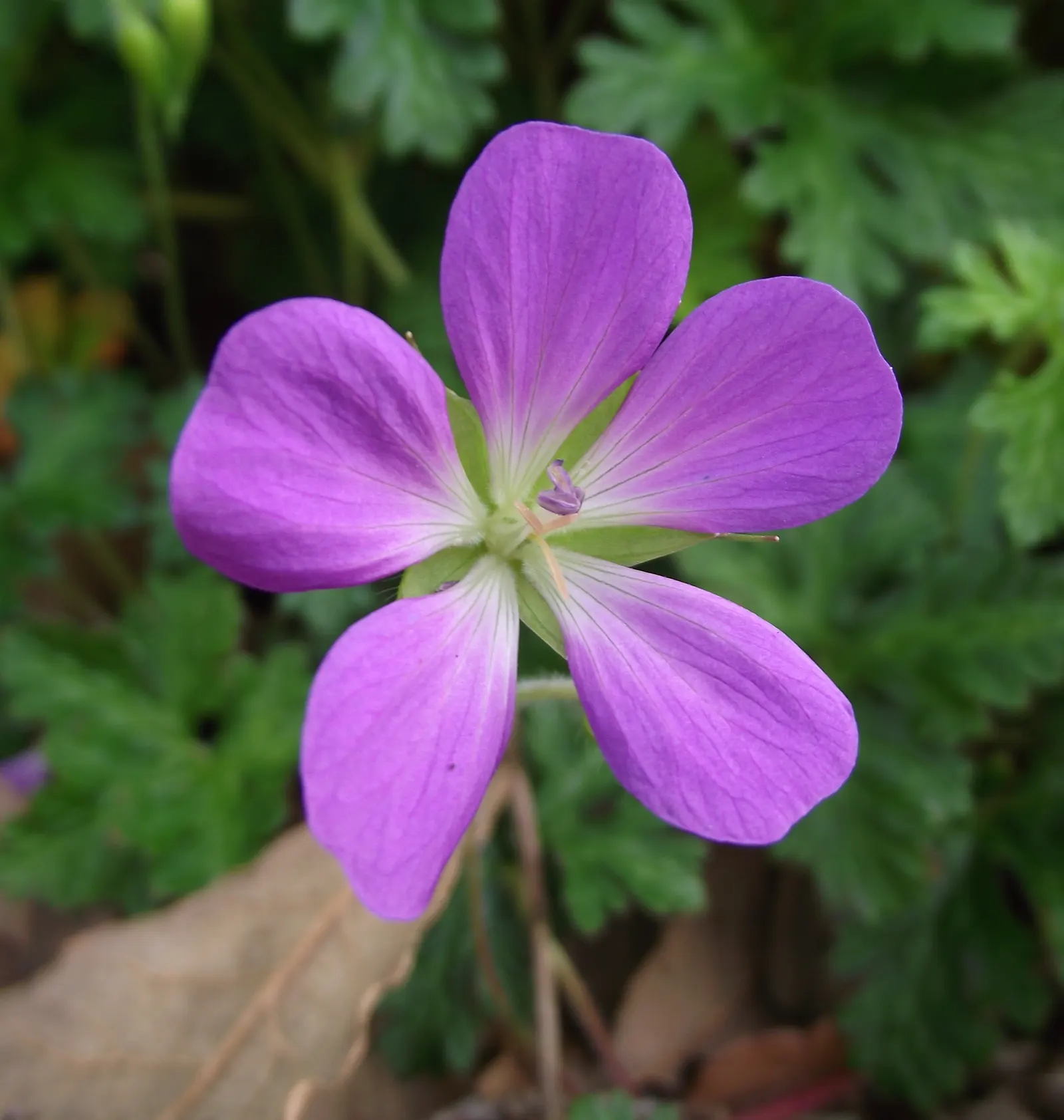 Garden Geranium (Pelargonium X Hortorum) — is a vibrant and versatile perennial that has become a staple in ornamental gardening; the Garden, image 112
