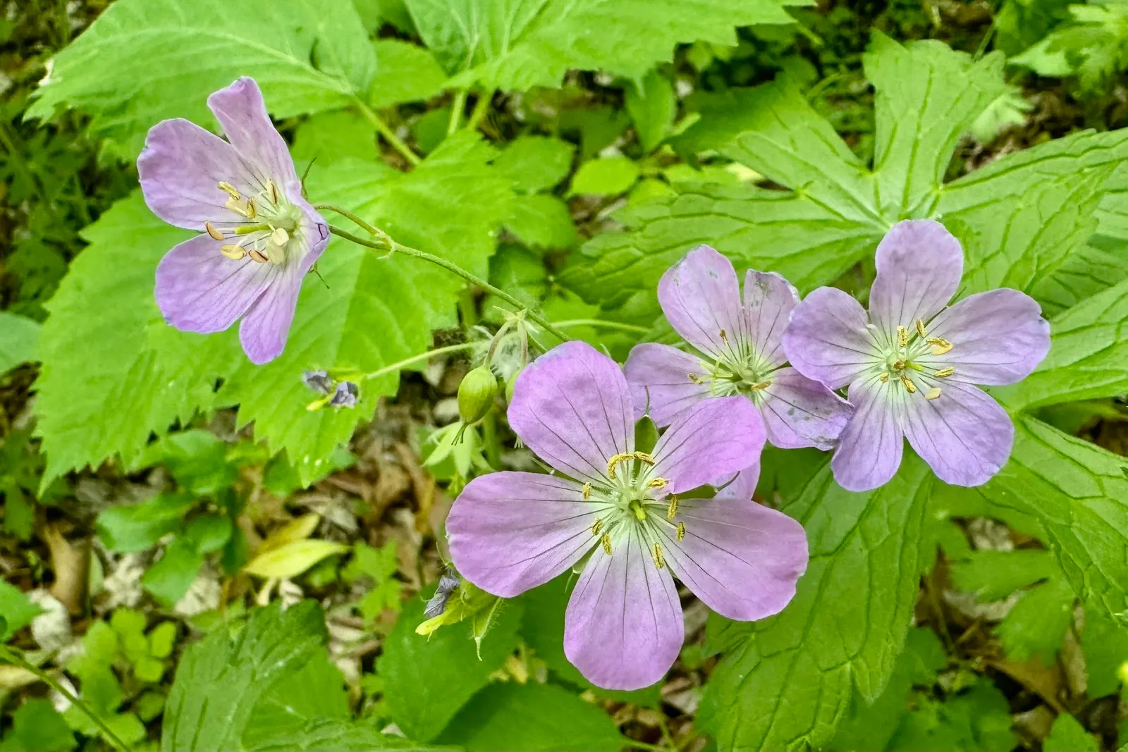 Garden Geranium (Pelargonium X Hortorum) — which often feature distinct zonal patterns in shades of green; prefers full sun to partial shade and well-drained