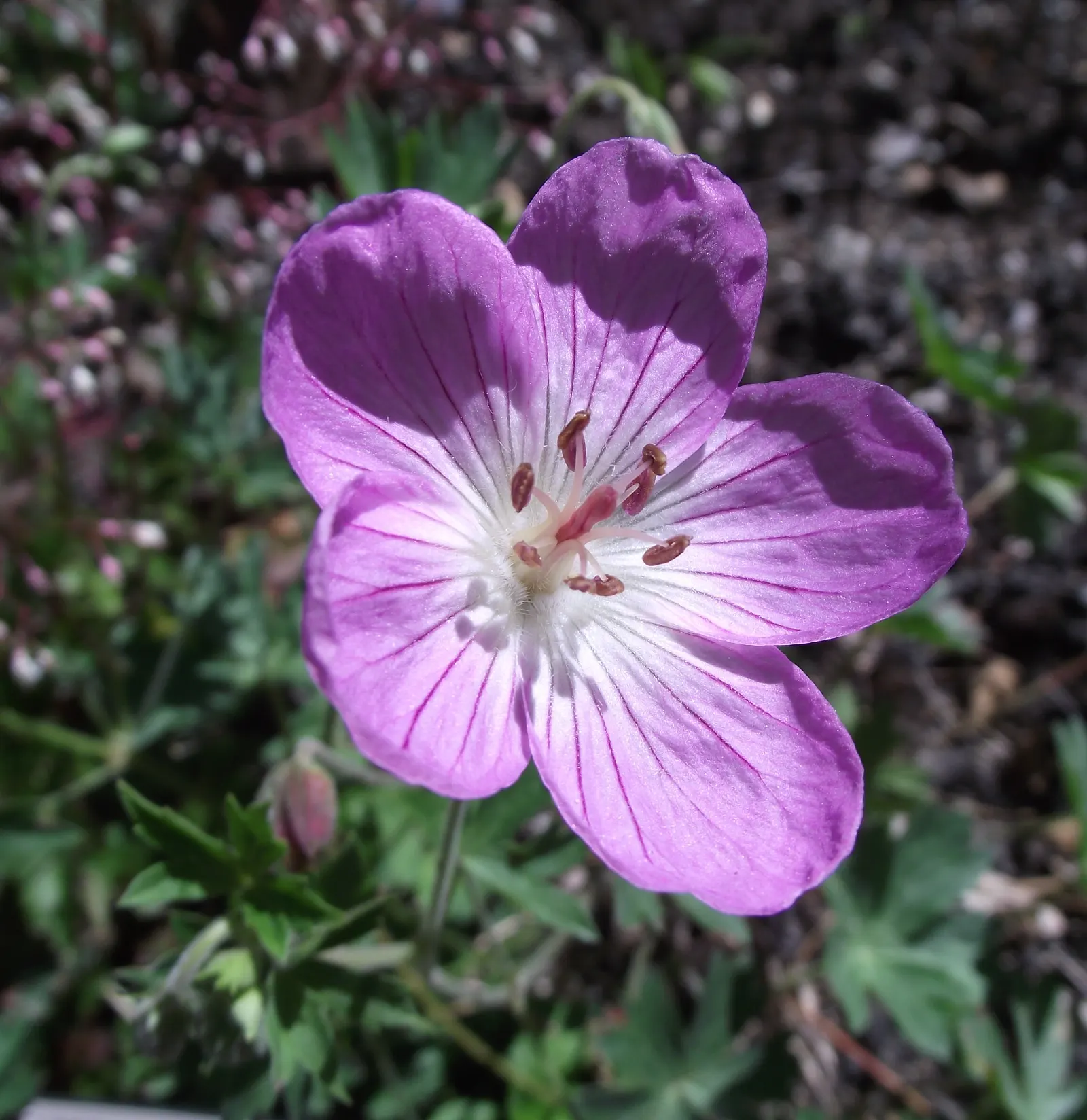 Garden Geranium (Pelargonium X Hortorum) — perennial for full or half; ensuring their presence as a garden highlight year after year, image 130