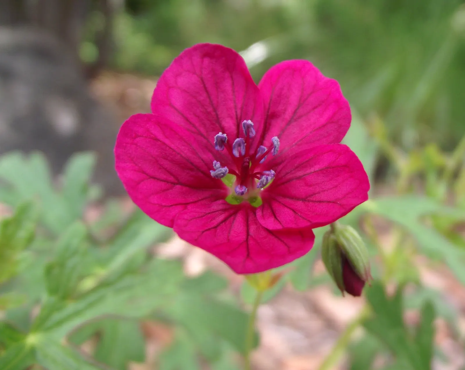 Garden Geranium (Pelargonium X Hortorum) — these herbaceous plants flourish in well-drained soil; regular deadheading promotes continuous flowering, image 120