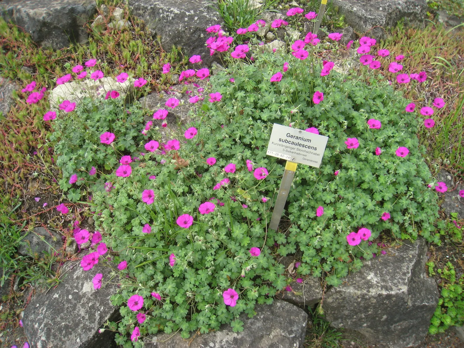 Garden Geranium (Pelargonium X Hortorum) — under full to partial sunlight (about 6 hours of direct light daily)
