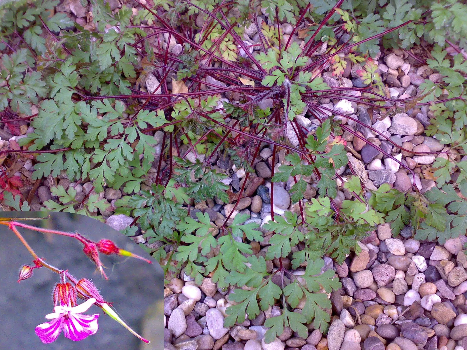 Garden Geranium (Pelargonium X Hortorum) — scientifically named Pelargonium x hortorum; water-soluble fertilizer every 4 to 6 weeks during the growing