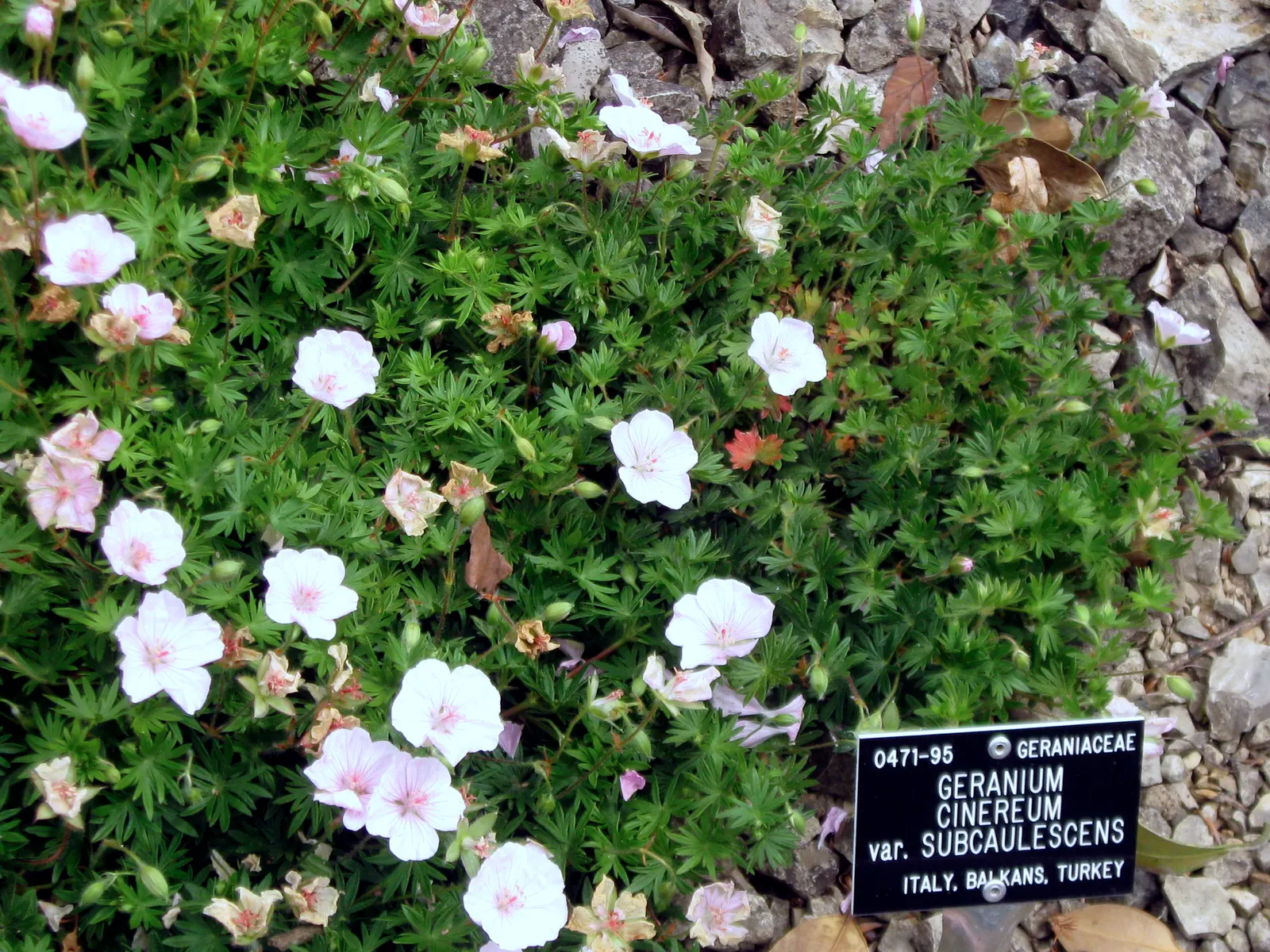 Garden Geranium (Pelargonium X Hortorum) — Drought-tolerant once established; frost-sensitive; often enhanced with burgundy or bronze hues