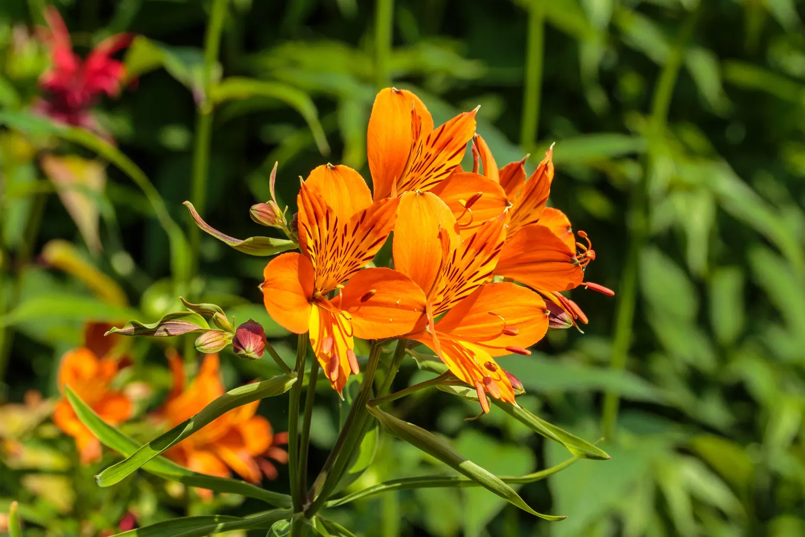 Orange Alstroemeria (Alstroemeria Hybrids Orange) — also known as Peruvian Lily