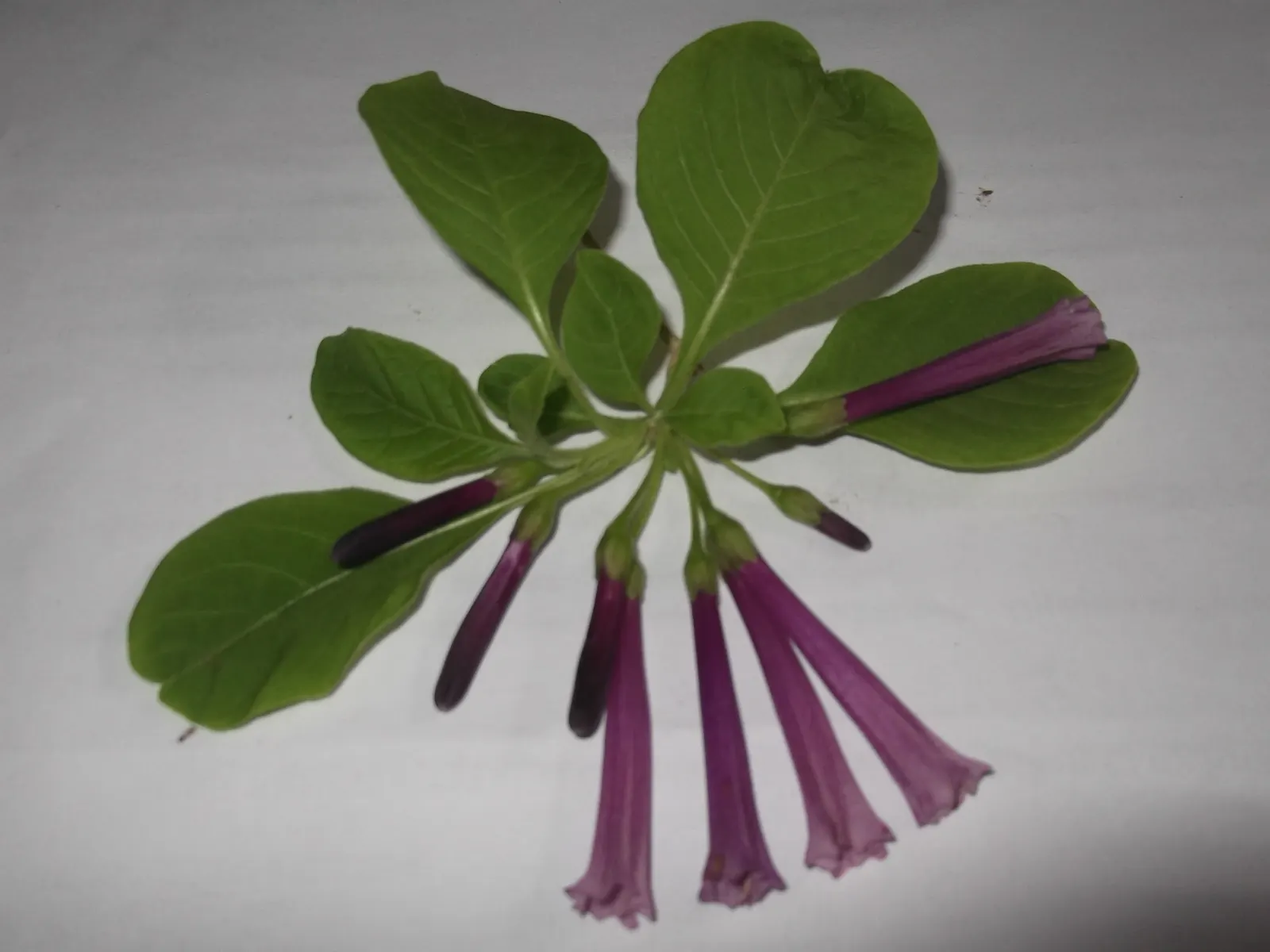 Violet Churcu (Iochroma Cyanea) — Although it is a vigorous grower in USDA zones 9 to 11