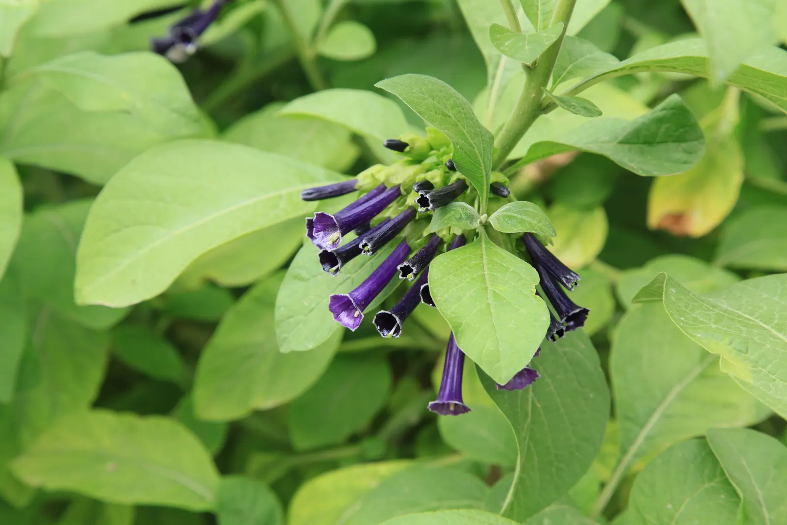 Violet Churcu (Iochroma Cyanea) — with a deep green coloration that serves as an ideal backdrop for the vivid blooms; lance-shaped leaves that measure up to 6