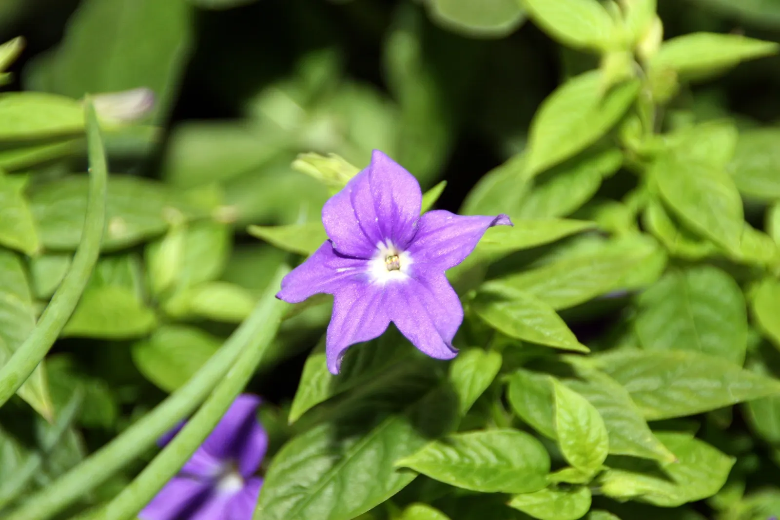 Violet Churcu (Iochroma Cyanea) — it prefers full to partial sun and well-drained soil; shrub / vine for full or half