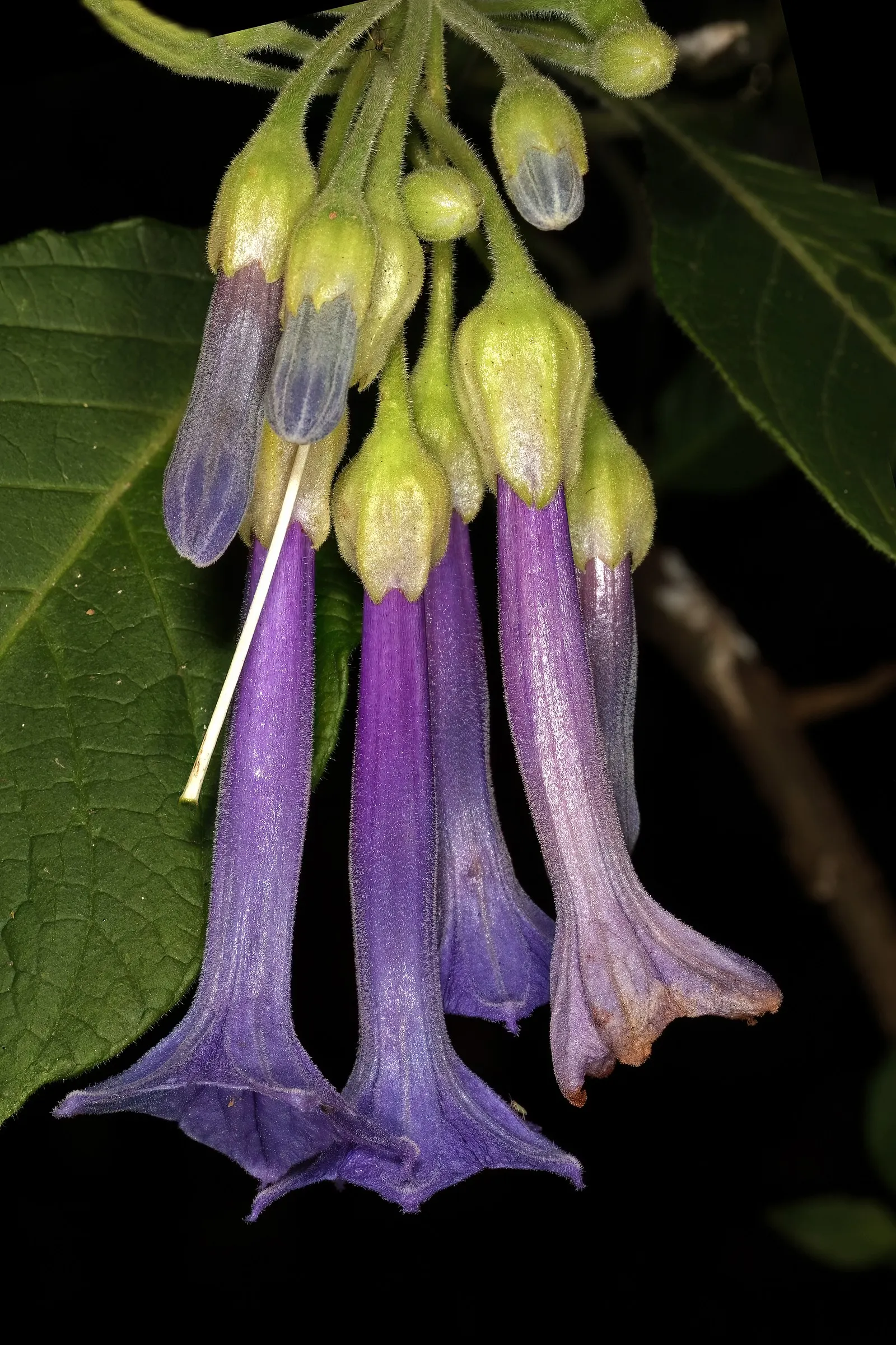 Violet Churcu (Iochroma Cyanea) — indigenous to the forests of South America