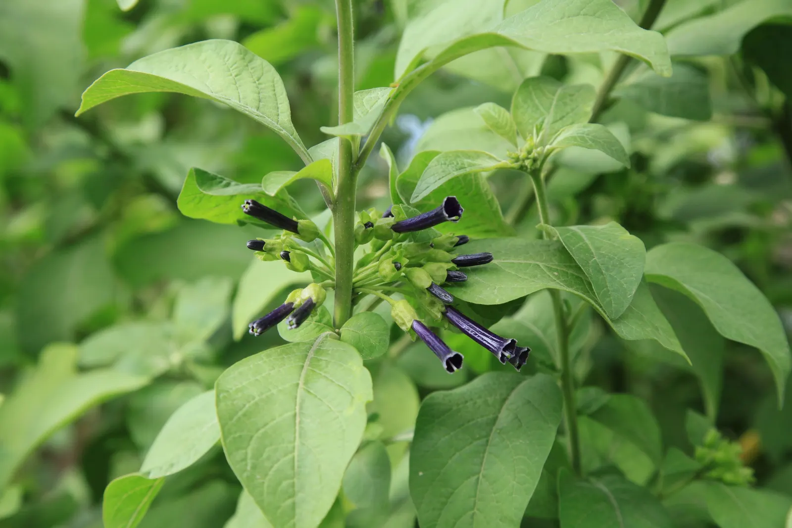 Violet Churcu (Iochroma Cyanea) — These blossoms can reach up to 3 inches in length and adorn the plant throughout the warmer months; commonly referred to as