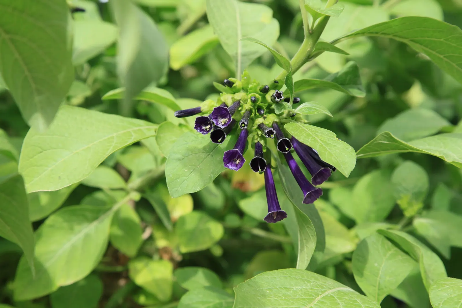 Violet Churcu (Iochroma Cyanea) — it is not frost-tolerant and should be protected or brought indoors in cooler climates; these blossoms can reach up to 3