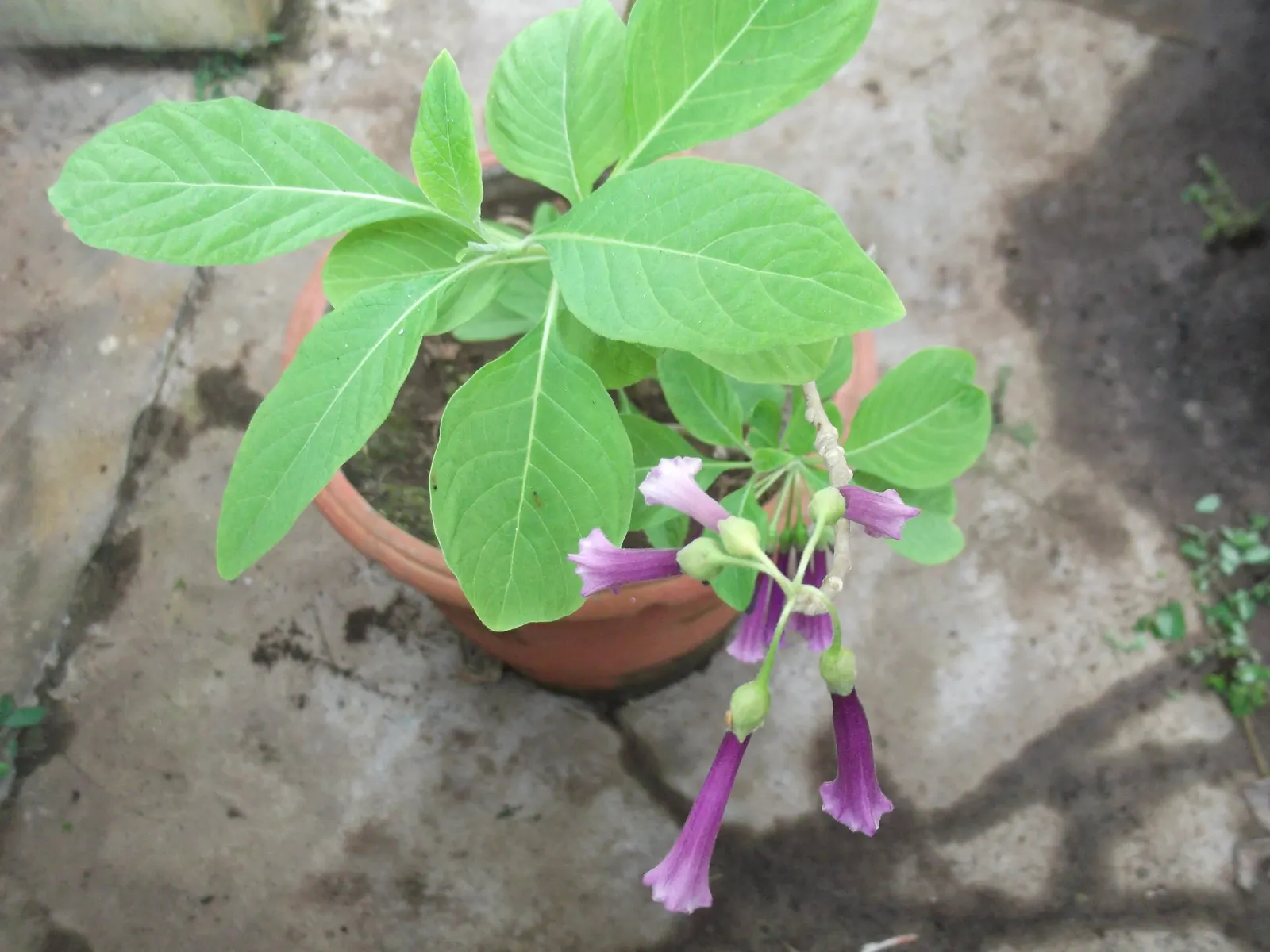 Violet Churcu (Iochroma Cyanea) — elongated leaves and stunning bell-shaped violet blooms that grace its branches from late spring to fall