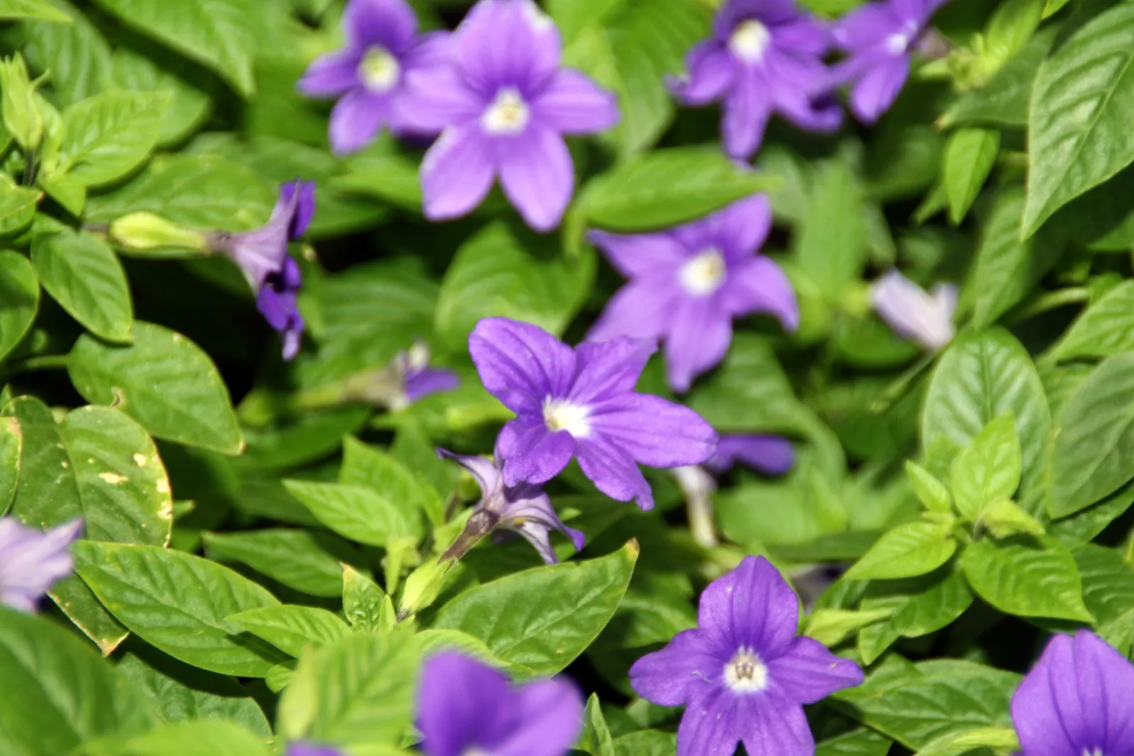 Violet Churcu (Iochroma Cyanea) — Typically reaching 4-10 feet in height with a 3-5 foot spread; <br><br>For optimal growth