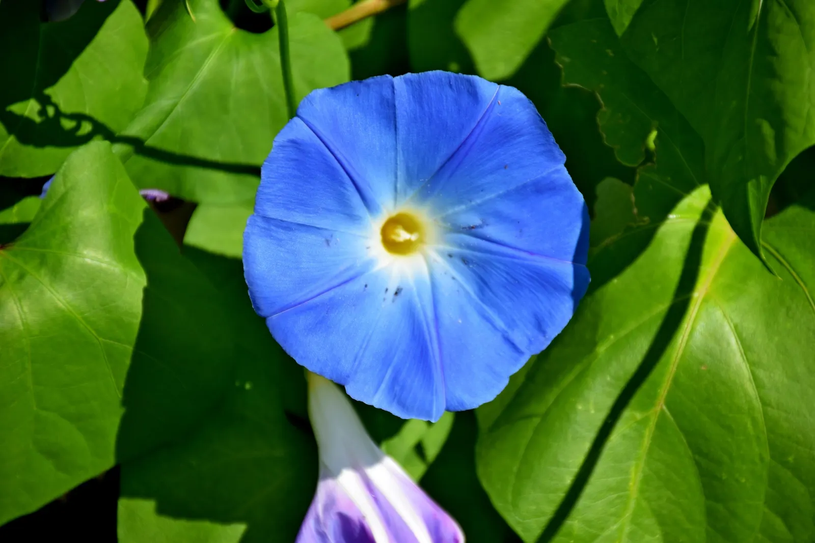 Violet Churcu (Iochroma Cyanea) — which are a deep violet hue
