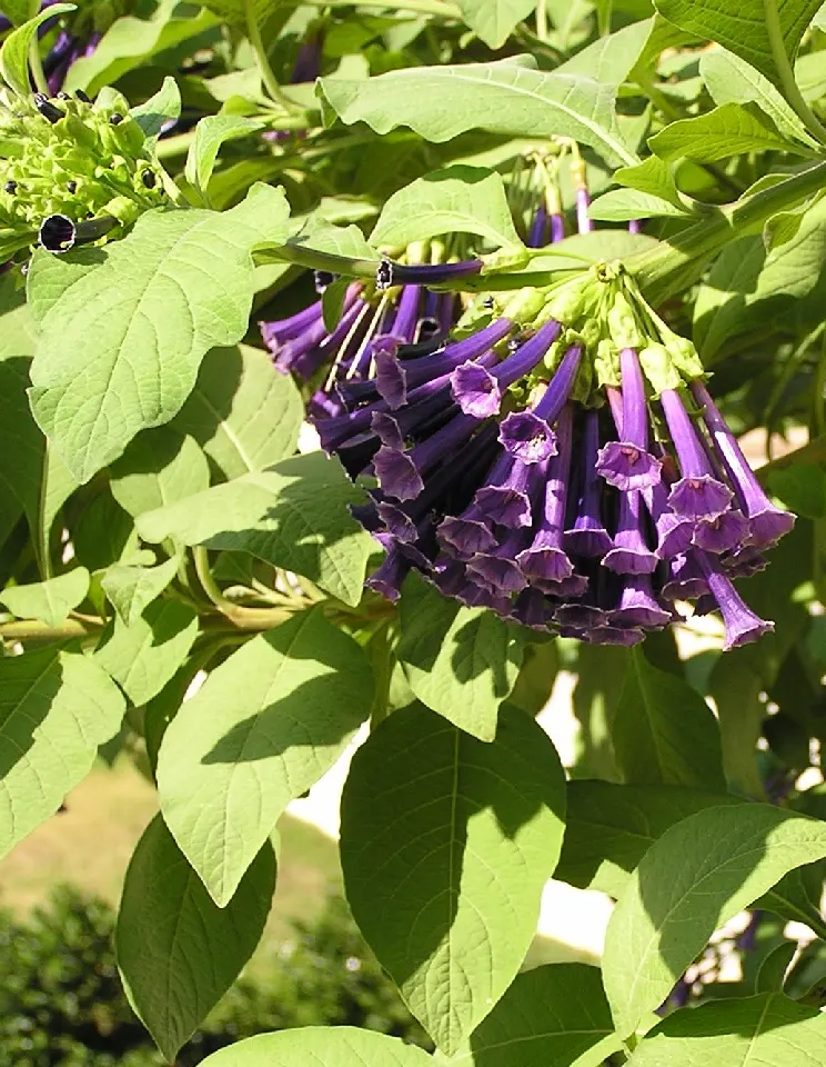 Violet Churcu (Iochroma Cyanea) — shrub / vine for full or half