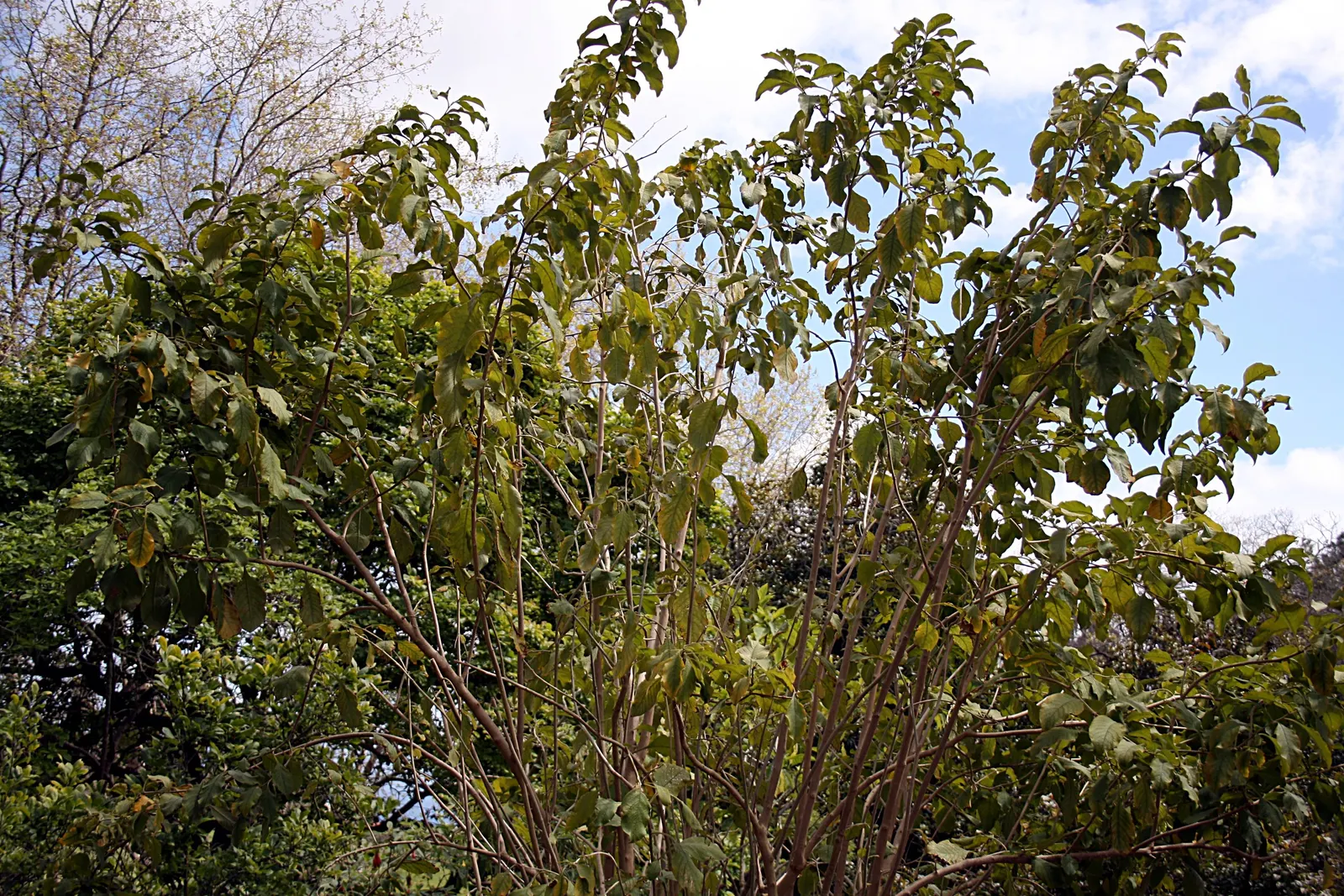 Violet Churcu (Iochroma Cyanea) — Iochroma cyanea, commonly known as Violet Churcu, is a tropical shrub thriving in USDA zones 9-11; it prefers full to partial