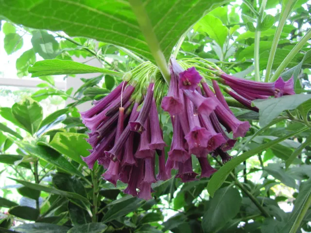 Violet Churcu (Iochroma Cyanea) — lance-shaped leaves that measure up to 6 inches long