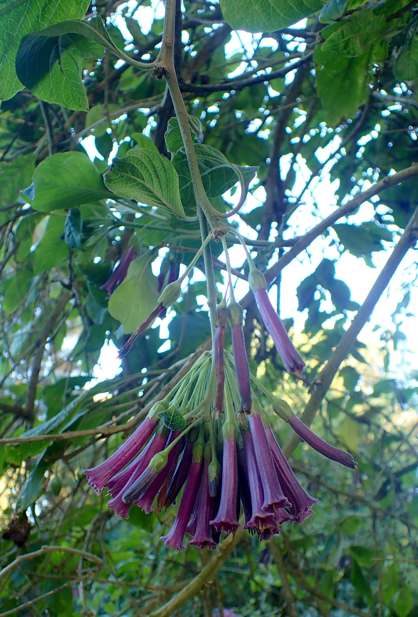 Violet Churcu (Iochroma Cyanea) — <br><br>For optimal growth; purple flowers in the garden
