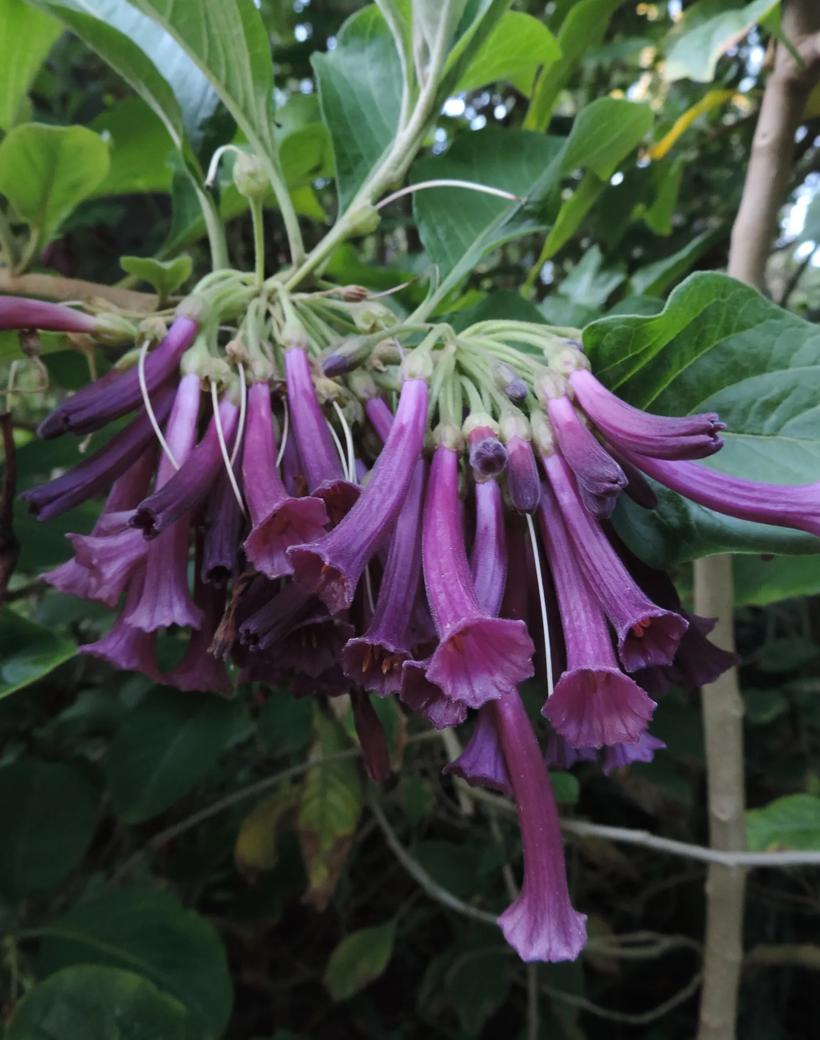 Violet Churcu (Iochroma Cyanea) — which are a deep violet hue; shrub / vine with purple blooms