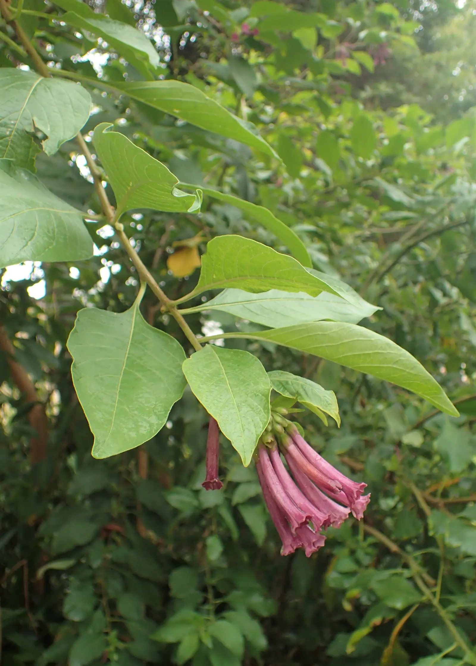 Violet Churcu (Iochroma Cyanea) — elongated leaves and stunning bell-shaped violet blooms that grace its branches from late spring to fall; which are a deep