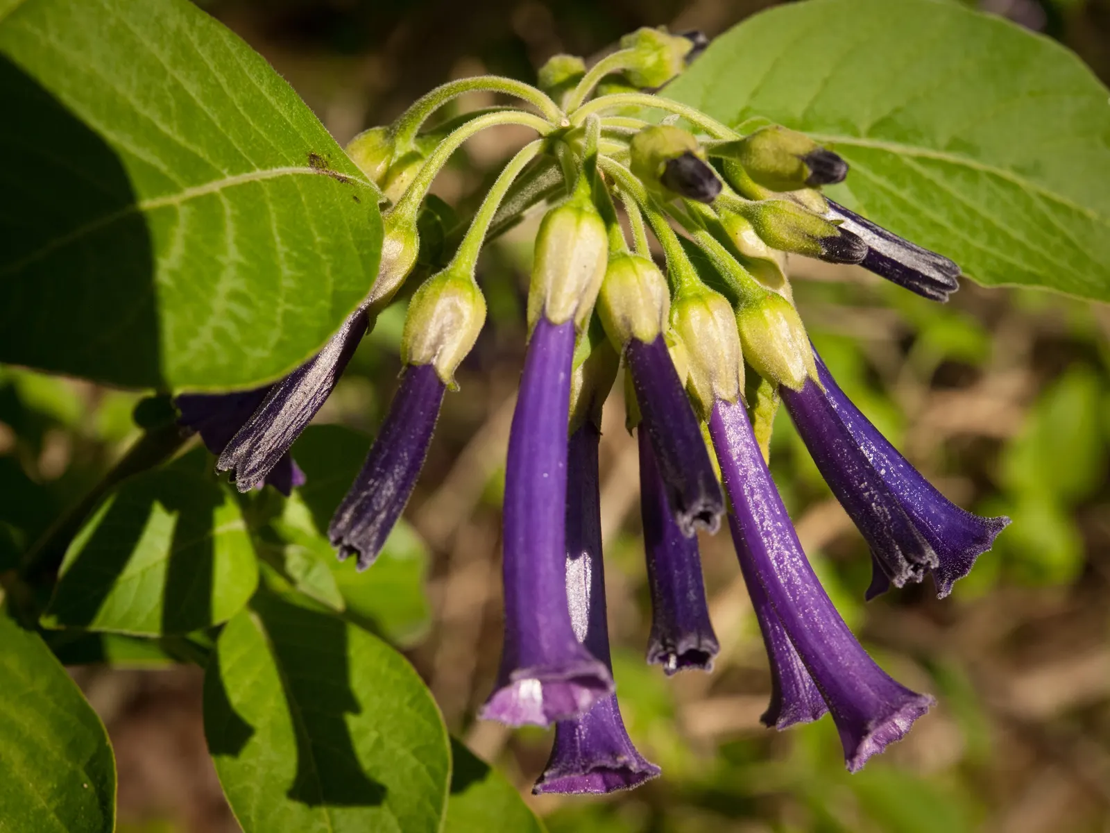 Violet Churcu (Iochroma Cyanea) — shrub / vine with purple blooms