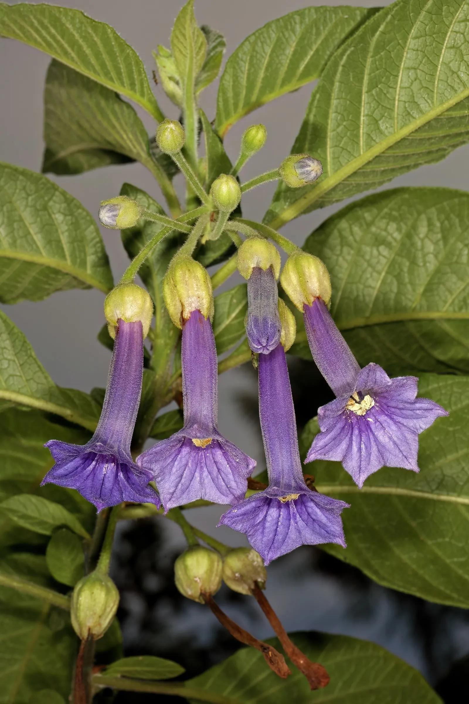 Violet Churcu (Iochroma Cyanea) — stands out with its striking tubular flowers