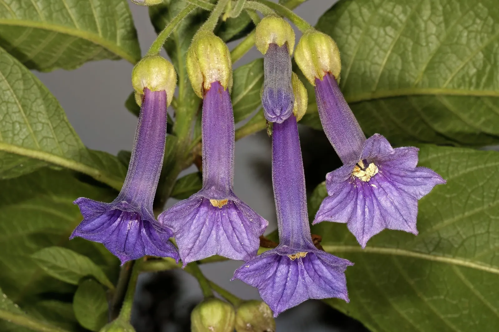 Violet Churcu (Iochroma Cyanea) — the Violet Churcu forms a dense