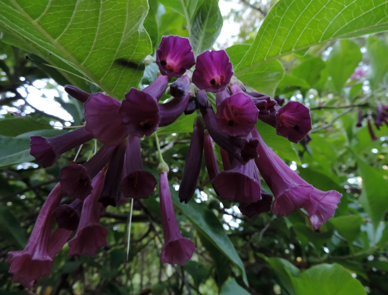 Violet Churcu (Iochroma Cyanea) — lance-shaped leaves that measure up to 6 inches long; indigenous to the forests of South America