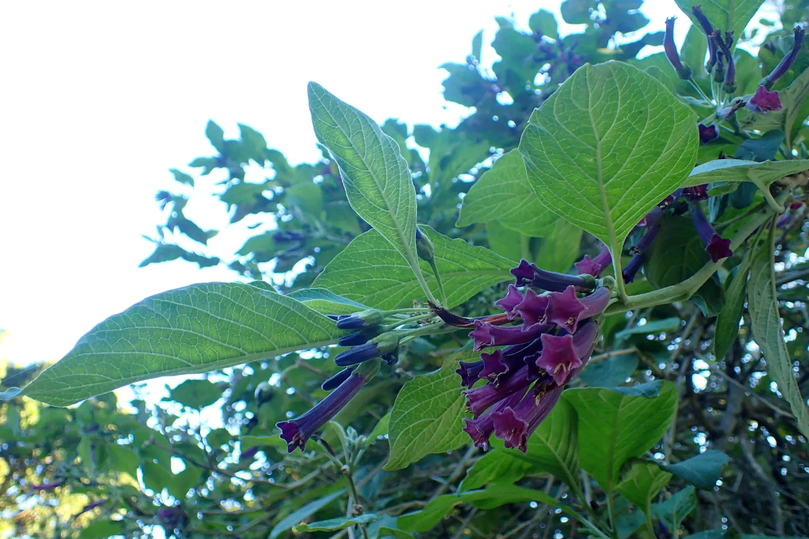 Violet Churcu (Iochroma Cyanea) — This subtropical perennial shrub; typically reaching 4-10 feet in height with a 3-5 foot spread