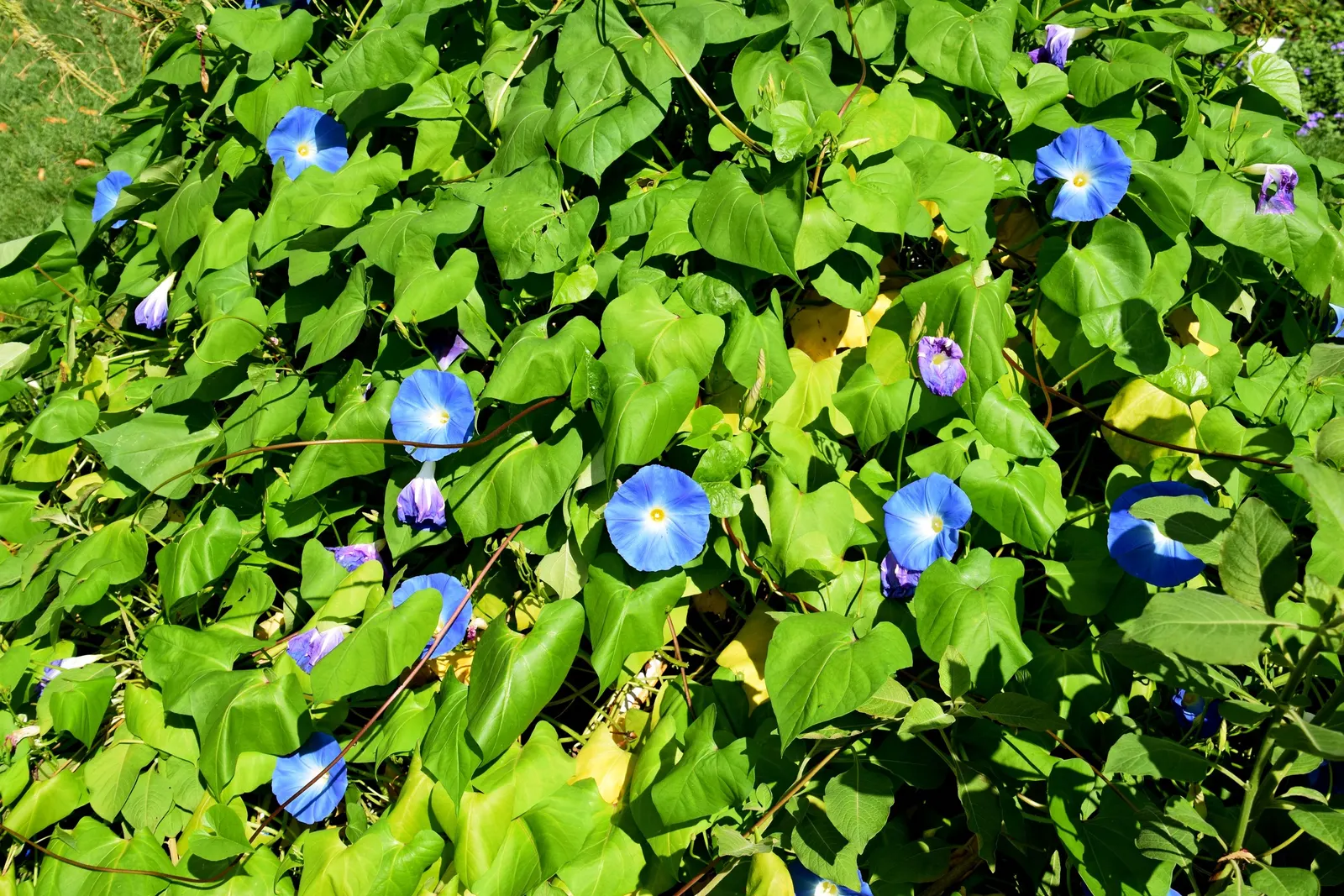 Violet Churcu (Iochroma Cyanea) — commonly referred to as the Violet Churcu