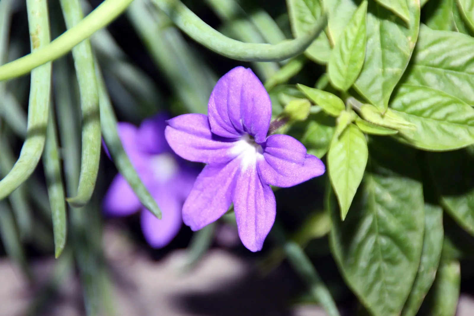 Violet Churcu (Iochroma Cyanea) — is a captivating addition to any garden seeking to introduce a touch of lush; its height and fullness make it suitable for
